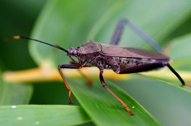 九香蟲是什么？在農(nóng)村很常見