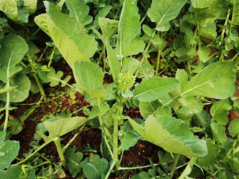 #富硒油菜薹實現(xiàn)量產(chǎn)#什么情況？